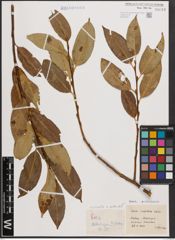 Foto von Salix fragilis L. x Salix pentandra L.